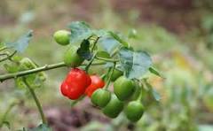 floriculture-inputs-supplies